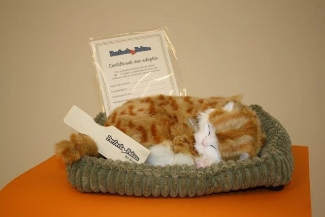 Perfect Petzzz Poes Oranje Streepje 3 Perfect Petzzz Poes Oranje Streepje - Afbeelding 3