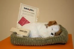 Perfect Petzzz Hondje Jack Russel -Kindermaskerade Winkel ae09d1c823a6cf6af504b58fdc07afbc38a0f3ce